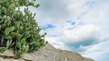 Tayland 'da beyaz kum ve turkuaz okyanus suyuyla Idyllic tropikal plajı. Kaktüs açık gökyüzü ile sahilde. Ön planda dikenli armut kaktüsüyle ada manzarası.