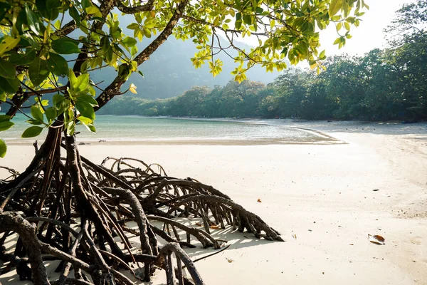 Mangrove trees grow alone on the beach. Mangrove tree in mangrove forest at low tide. Tropical mangrove plants.