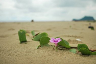 Ipomoea pes-caprae, Bayhops, Bay-Hop, Beach Morning Glory veya Keçi Ayağı olarak da bilinir, yaygın bir pantropikal sarmaşıktır. Sahilin üst kısımlarında yetişir ve tuzlu havaya dayanır..