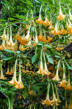 Brugmansia suaveolens, Brezilya 'nın beyaz melek trompeti, aynı zamanda melek gözyaşları ve karlı meleğin trompeti olarak da bilinir. Bu, Solanaceae familyasından bir bitki türüdür. Kapalı sarı, beyaz melek trompet çiçekleri.