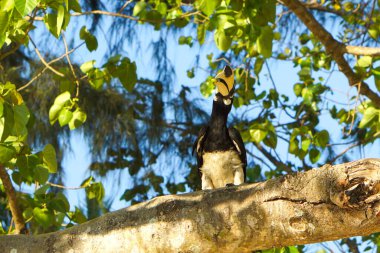 Boynuz gagalı kuş dalda. Büyük Hint Boynuzlu Kuşu, Tayland 'daki tropikal ormanda büyük sarı gagalı ve mavi gökyüzü arka planlı..