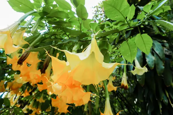 Brugmansia suaveolens, Brazil\'s white angel trumpet, also known as angel\'s tears and snowy angel\'s trumpet. This is a species of flowering plant in the nightshade family Solanaceae. Closeup yellow, white angel trumpet flowers.