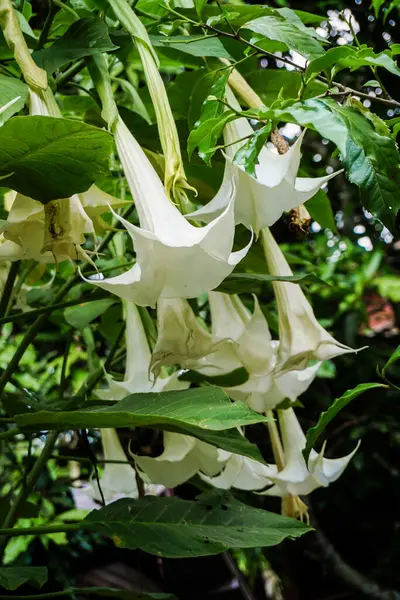 Brugmansia suaveolens, Brazil\'s white angel trumpet, also known as angel\'s tears and snowy angel\'s trumpet. This is a species of flowering plant in the nightshade family Solanaceae. Closeup yellow, white angel trumpet flowers.