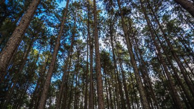 Çam ormanı. Karayip çamı (Pinus caribaea) ağaçları uzun sıradadır. Chiang Mai, Tayland 'daki çam parkı. Çam ormanında gün doğumu. Çam ağaçları, köknar ağaçları ve çalılar ormanı. Bulutlu mavi gökyüzü.