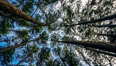 Çam ormanı. Karayip çamı (Pinus caribaea) ağaçları uzun sıradadır. Chiang Mai, Tayland 'daki çam parkı. Çam ormanında gün doğumu. Çam ağaçları, köknar ağaçları ve çalılar ormanı. Bulutlu mavi gökyüzü.