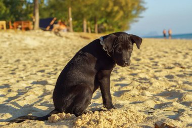 Gün doğarken kumsalda gökyüzüne karşı oturan yavru köpeğe yakın çekim. Kumlu sahil şeridindeki siyah köpek kumsalda oturuyor..