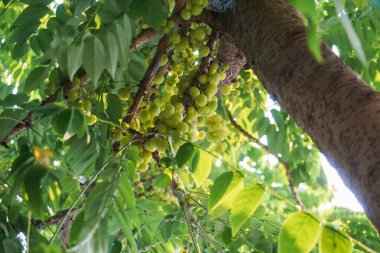 Bir grup bektaşi üzümü Phyllanthus acidus acidus native bektaşi üzümü. Otaheite Bektaşi üzümü, Malay, Tahiti, Bektaşrası Bektaşi üzümü, yıldız üzümü, arbari, Batı Hindistan Bektaşi üzümü, ya da basitçe bektaşi üzümü olarak bilinir..