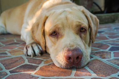Güzel bir köpek açıklıkta yürüyor. Köpek yavrusu parkta koşuyor. Eğitimli bir köpek numaralar yapar. İtaatkar bir labrador yürüyor. Köpek yerde oturuyor. Mutlu eski köpek portresi yukarı bakıyor, yukarıdan.