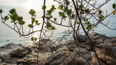 Tree Beach dağıldı. Ağaçlı soyut deniz manzarası, tropikal plaj arka planı. Sakin denizin ve gökyüzünün bulanık ışığı. Muhteşem güneş ışığının arka planında ağaçların ve denizin manzarası.