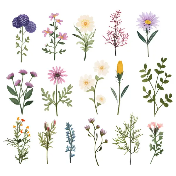 Hand Painted Watercolor Meadow Herbs Flowers Watercolor Flowers Set Watercolor — Stock Vector