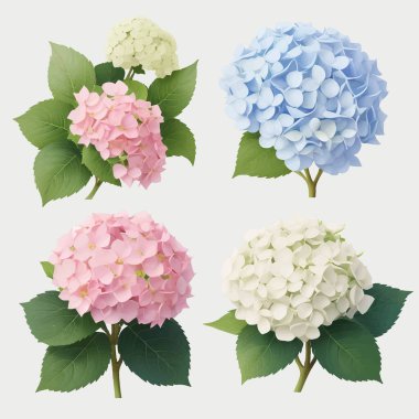 Summer Vintage Floral with Blooming Hydrangea and garden flowers, botanical natural hydrangea Illustration on white in painted style. clipart