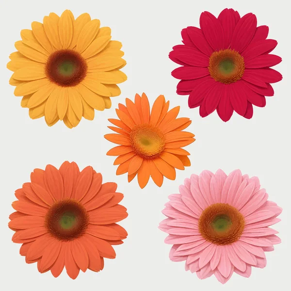 Gerbera flower, white isolated background with clipping path. Closeup. no shadows. For design. Isolated on a transparent png background.