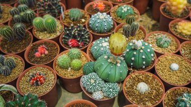 Kaktüs bahçesinin en üst manzarası, küçük saksı bitkileri sera bitkileri fidanlığı ve dükkanlar. Üst Manzara. Kaktüs ya da kaktüs, pek çok türde çöl bitkisi ve iğnesi yaprak şeklindedir. Varyete kaktüsü..