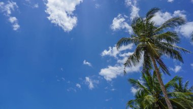 Hindistancevizi ağacının yaprakları mavi gökyüzüne karşı aşağıdan görünüyor. Bitki ve çevresel sürdürülebilirlik kavramına göre izole edilmiş. Açık mavi gökyüzü arkaplanı.