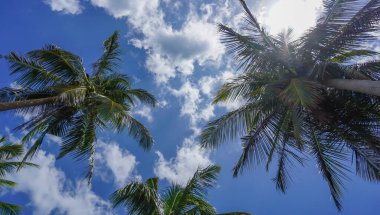 Hindistancevizi ağacının yaprakları mavi gökyüzüne karşı aşağıdan görünüyor. Bitki ve çevresel sürdürülebilirlik kavramına göre izole edilmiş. Açık mavi gökyüzü arkaplanı.