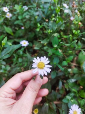 Kızılderili papatyaları tarlada çiçek açar. Kalimeris indica, Asteraceae familyasından uzun ömürlü bir bitki türü olan Asteraceae (Compositae).).