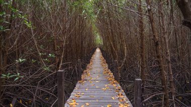 Mangrov ormanındaki tahta köprü. Mangrov ormanında tahta sütunların yanında tahta kaldırım kıvrımları. Sel basmış yağmur ormanlarındaki ahşap köprü mangrov ağaçlarının ormanı..