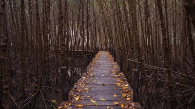 Mangrov ormanındaki tahta köprü. Mangrov ormanında tahta sütunların yanında tahta kaldırım kıvrımları. Sel basmış yağmur ormanlarındaki ahşap köprü mangrov ağaçlarının ormanı..