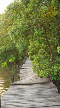 Mangrov ormanındaki tahta köprü. Mangrov ormanında tahta sütunların yanında tahta kaldırım kıvrımları. Sel basmış yağmur ormanlarındaki ahşap köprü mangrov ağaçlarının ormanı..
