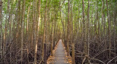 Mangrov ormanındaki tahta köprü. Mangrov ormanında tahta sütunların yanında tahta kaldırım kıvrımları. Sel basmış yağmur ormanlarındaki ahşap köprü mangrov ağaçlarının ormanı..