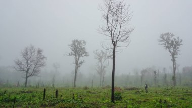 Sisli bir kış gününde sisli bir orman. Foggy sherwood. Ağaçların arasından güneş geçiyor. Ormandaki patika. Rüya gibi sisli karanlık orman. Huysuz ormanda patika. Ormanda yalnız ve ürpertici bir duygu.
