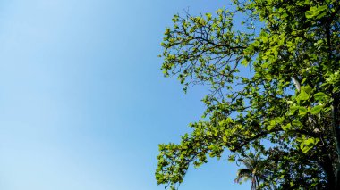 Terminalia catappa yaygın isimleri Country-badem, Hint bademi, Malabar-badem ve tropikal badem. Bahçedeki ağacın altından taze yeşil yapraklar görünüyor. Mavi arka planda yeşil yapraklar.