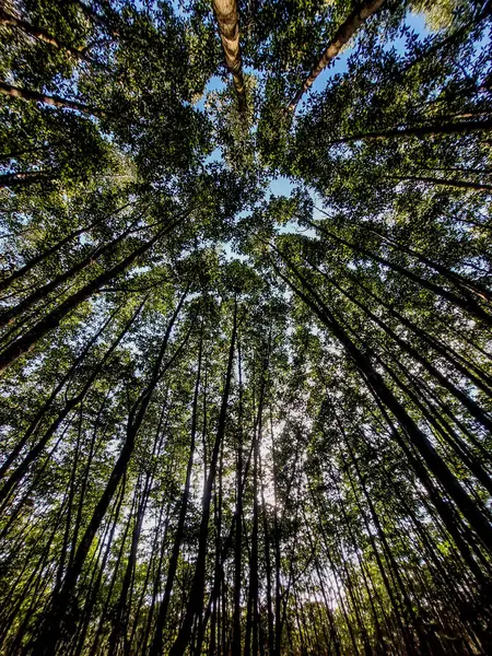 Bottom view of tall trees in evergreen forest. Blue sky in background. looking up, low angle shot. Lush green rain forest. Trees Forest from below, Early Spring, fresh green leaves. Bottom view of trees in pine forest in autumn. Trunks And Branches W