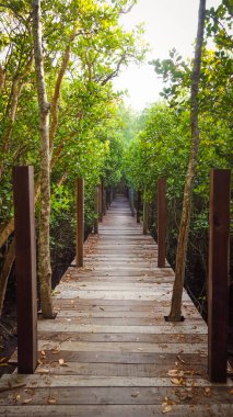 Mangrov ormanındaki tahta köprü. Mangrov ormanında tahta sütunların yanında tahta kaldırım kıvrımları. Sel basmış yağmur ormanlarındaki ahşap köprü mangrov ağaçlarının ormanı..