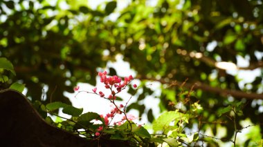 Polygonaceae Magnoliophyta Aşk Zinciri, Konfederasyon Sarmaşığı, Mercan Sarmaşığı, Zincirli Kalpler, Honolulu Sarmaşığı, Meksika Sarmaşığı, Dağ Gülü, Pembe Sarmaşık Çiçeği