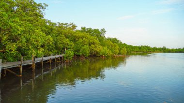 Mangrove Ormanı, doğanın günbatımında. Tahta köprü, sahil yolu, doğa için ahşap patika. Mangrov ormanı ve Tung Prong tangası, Rayong, Tayland 'da mavi gökyüzü.