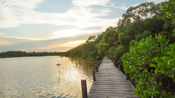 Mangrove Ormanı, doğanın günbatımında. Tahta köprü, sahil yolu, doğa için ahşap patika. Mangrov ormanı ve Tung Prong tangası, Rayong, Tayland 'da mavi gökyüzü.