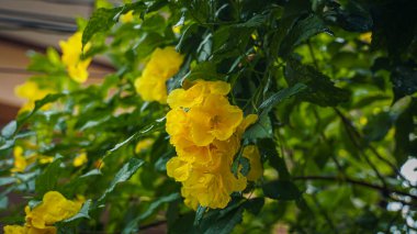 Urai slut. The Urai gold flower is a fascinating native flower of Thailand. Its scientific name is Rafflesia kerri and is known as Kerri Rafflesia. This rare flower is famous.