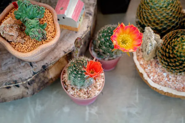 Kaktüs bitkisindeki egzotik çiçek. Kaktüs çiçekleri. Güzel kaktüs çiçekleri. Kaktüs, Echinopsis backebergii örümcek kaktüsü ya da cüce çene kaktüsü olarak bilinir..