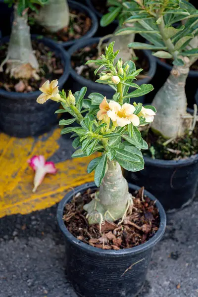 Desert rose flower (Other names are desert rose, Mock Azalea) in pot garden. It has pink flower with 5 petals, cone shape at base with water drops.