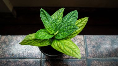 Canavar Karsteniana Yeşil Yeşillik Evi 'nden ayrılıyor. Yeşil yapraklar canavar, araceae, canavar karsteniana doğal gün ışığı arka planında