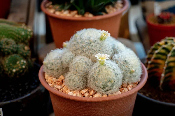 mammillaria ,mammillaria plumosa or cactus plant. Feather Cactus, Cactus grown in terracotta pots on the porch. white fluffy cactus in the collection of a botanical garden.