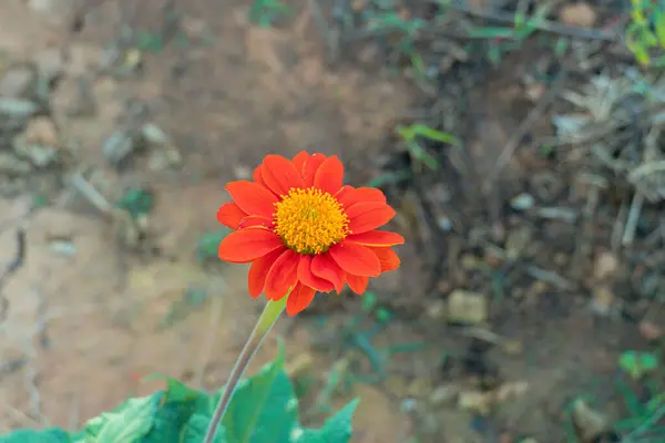 Closed up red Mexican Sunflower, red yellow flower blooming bright beautifully in blurred green leaves background. The red sunflower