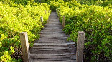 Yeşillik alanda ahşap yol. Tayland, Rayong 'daki Thung Prong Tanga Ormanı' nın mangrov ağaçları.