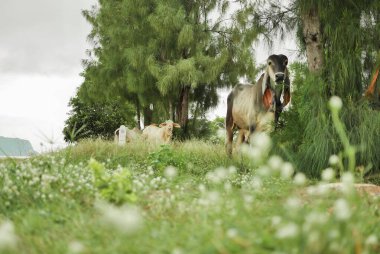 Cows grazing on a spring meadow in sunny day. adorable cow baby's face while tongue out during sit on the grass field. Asia cow grazing on green field, white cow eating on agriculture farm on countryside in the morning