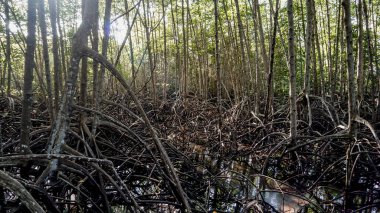 Deniz kıyısındaki doğada soyut mangrov kökleri. Mangrov ormanının güzel mangrov ağacı kökleri manzarası.