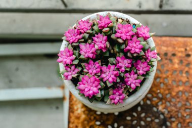 Sunrise Succulent ve Sand Rose ya da Anacampseros Rufescens çiftliğindeki saksılarda. Lezzetlilerin dikdörtgen dizilimi. Kaktüs bir bitkinin içinde sulu.