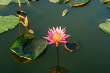 Pembe çiçek, nilüfer çiçeği, Hindistan 'ın kutsal nilüfer çiçeği, gölette çiçek oval tomurcuklar pembe yaprakların uç kısmı inceltilmiş yeşil büyük yapraklar sapları uzun çubuk bilardo arka planı havuzda