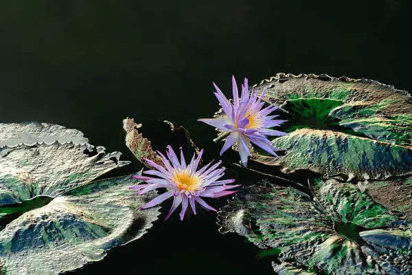 beautiful purple lotus with green leaf background. Gorgeous purple lotus with yellow stamens in pond. Purple lotus flower. Also known as Blue Lotus, Star Lotus, Red and Blue Water Lily, Blue Star Water Lily. Close-up of a purple lotus flower