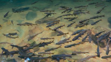 Doğal arka planda şelalede antimon balığı. Chanthaburi Tayland. Üst Manzara. Doğal bir nehirde bir grup antimon balığı. Neolissochilus soroides, açık yeşil bir gölette yüzen tatlı su balığıdır..