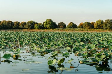 Yeşil zeminde çiçek açan nilüfer çiçeğinin panoramisi bulanık. Nilüfer çiçeği ya da nilüfer çiçeğinin göldeki cazibesi. Bahçe havuzundaki nilüfer çiçekleri.