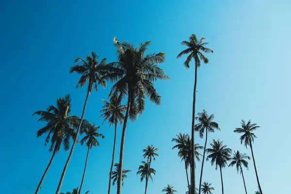 Landscape of coconut palm tree on tropical beach in summer of Thailand. A group of very tall coconut palm trees soars into the against cloud and blue sky.