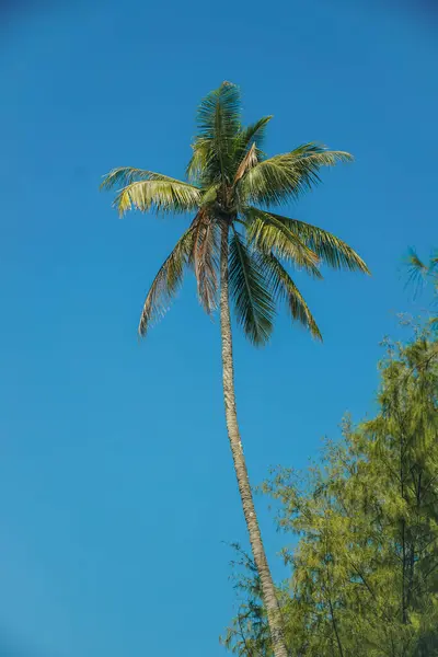 coconut palm tree on tropical beach in summer of Thailand. Very tall coconut palm trees soars into the against cloud and blue sky.