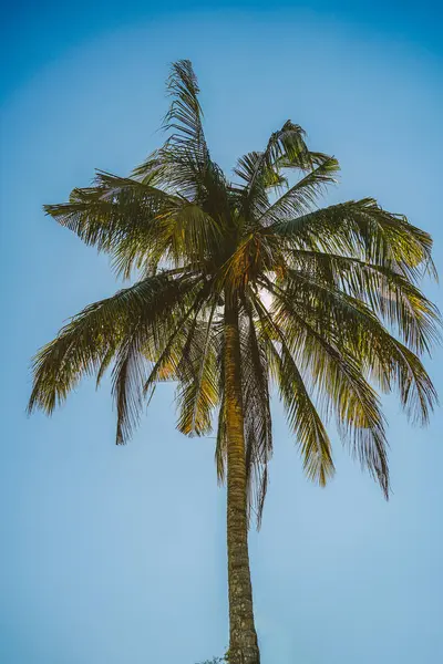 coconut palm tree on tropical beach in summer of Thailand. Very tall coconut palm trees soars into the against cloud and blue sky.