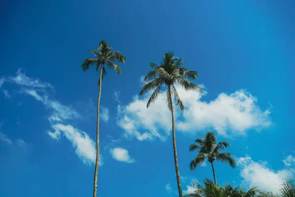 coconut palm tree on tropical beach in summer of Thailand. A group of very tall coconut palm trees soars into the against cloud and blue sky.