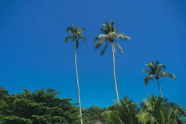 coconut palm tree on tropical beach in summer of Thailand. A group of very tall coconut palm trees soars into the against cloud and blue sky.